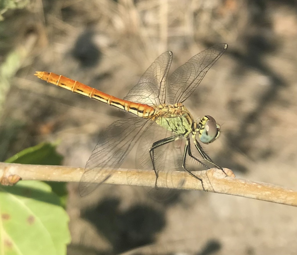 Sympetrum tibiale