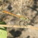 Sympetrum tibiale - Photo (c) Владимир Онишко, some rights reserved (CC BY-NC), uploaded by Владимир Онишко