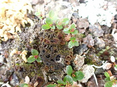 Psoroma hypnorum