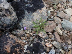 Polemonium pulcherrimum