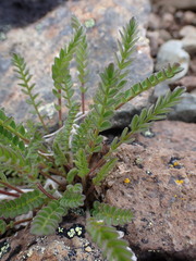 Polemonium pulcherrimum