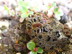 Psoroma hypnorum