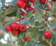 Crataegus azarolus
