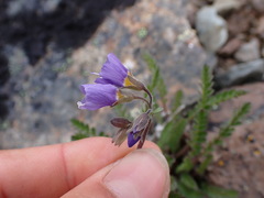 Polemonium pulcherrimum