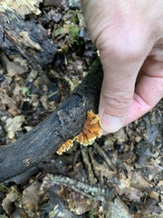 Fungi