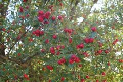 Crataegus azarolus