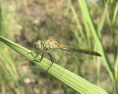 Sympetrum tibiale