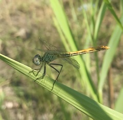 Sympetrum tibiale