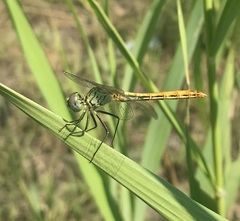 Sympetrum tibiale