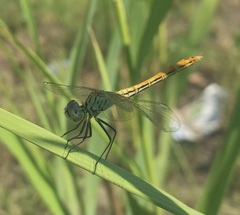 Sympetrum tibiale