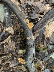 Fungi