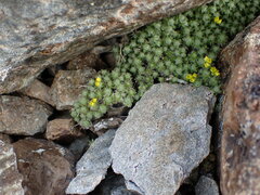 Draba oligosperma