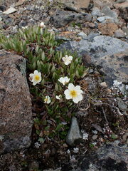 Dryas hookeriana