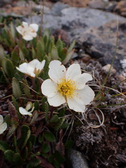 Dryas hookeriana