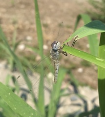 Selysiothemis nigra