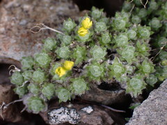 Draba oligosperma