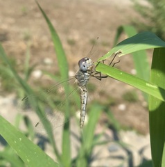 Selysiothemis nigra
