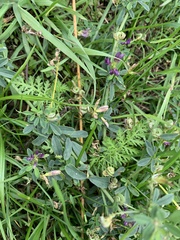Medicago sativa