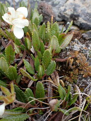 Dryas hookeriana