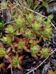 Saxifraga bronchialis