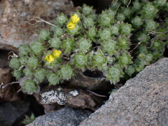 Draba oligosperma
