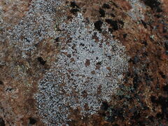 Lecanora rupicola