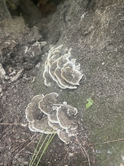 Trametes versicolor