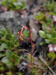 Saxifraga bronchialis