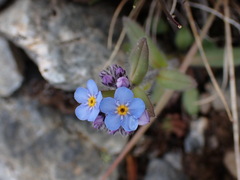 Myosotis asiatica