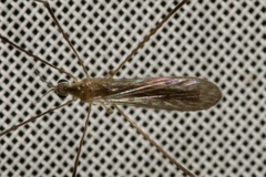 Erioptera