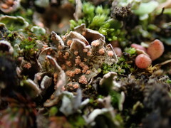 Illosporium carneum