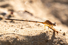 Argia apicalis