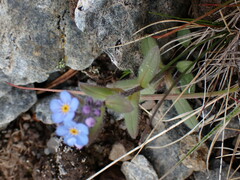 Myosotis asiatica