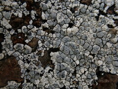 Lecanora rupicola