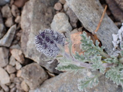Phacelia sericea