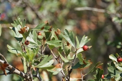 Crataegus azarolus