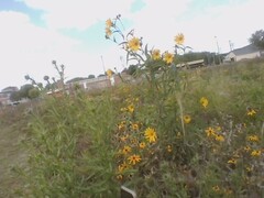 Simsia amplexicaulis