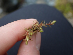 Ptychostomum