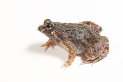 Occidozyga martensii