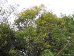 Chamaecrista ensiformis