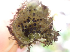 Umbilicaria cylindrica