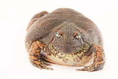 Glyphoglossus molossus