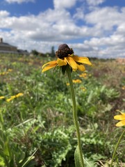 Rudbeckia hirta