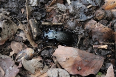 Carabus hortensis