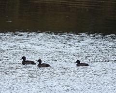 Aythya fuligula