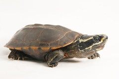 Malayemys macrocephala