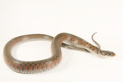 Fowlea flavipunctata