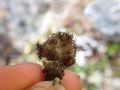 Umbilicaria cylindrica