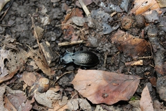 Carabus hortensis