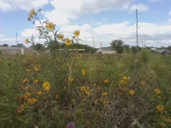 Tithonia